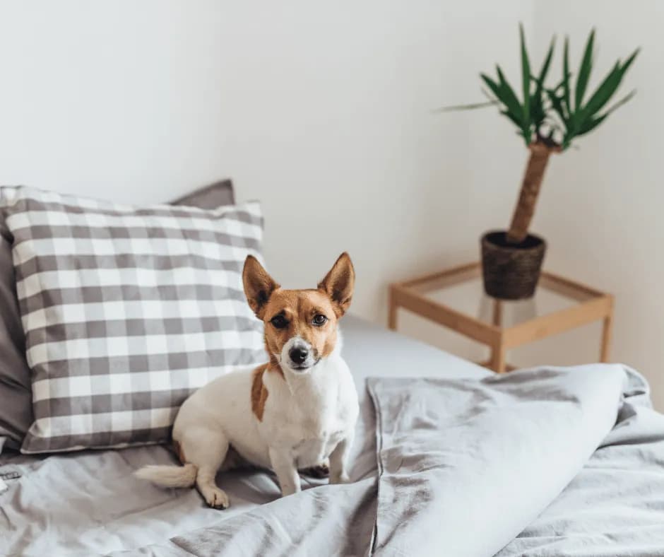 Jak oduczyć psa wchodzenia na kanapę i uniknąć problemów z zachowaniem