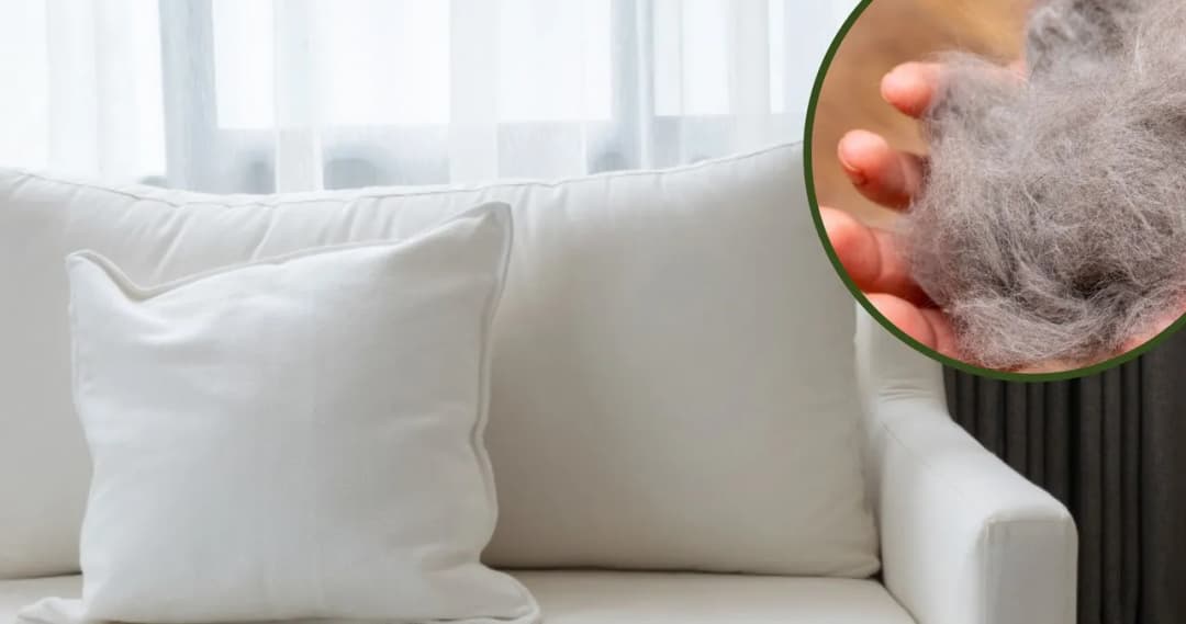 Skuteczne sposoby na usunięcie sierści psa z kanapy bez wysiłku